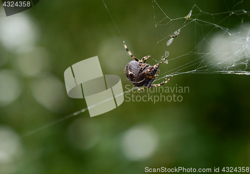 Image of European garden spider on cobweb with trapped flies