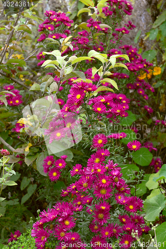 Image of Tall Michaelmas daisy plant with pink flowers