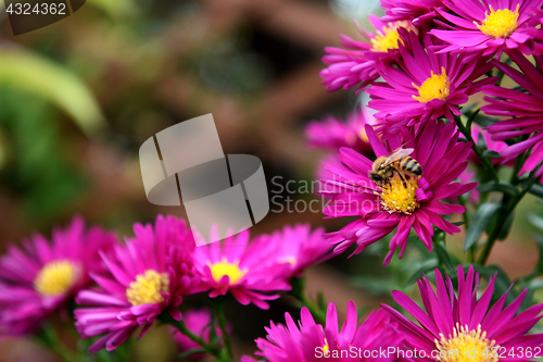 Image of Honeybee taking pollen and nectar from pink Michaelmas daisies