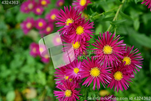 Image of Autumnal magenta Michaelmas daisies