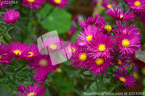 Image of Cluster of Michaelmas daisies with magenta petals and yellow cen