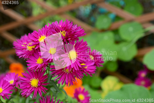 Image of Michaelmas daisies with deep pink petals