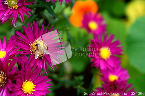 Image of Honeybee collecting nectar and pollen from Michaelmas daisies