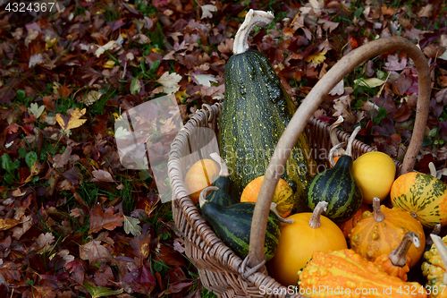 Image of Basket filled with ornamental gourds among autumn hawthorn leave