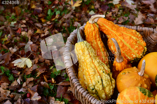 Image of Warty ornamental gourds in a basket on autumn leaves