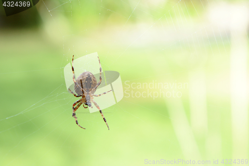 Image of Orb weaver spider on its cobweb 