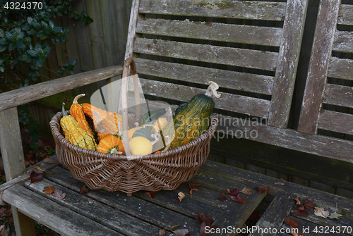 Image of Woven basket with ornamental gourds on a wooden bench