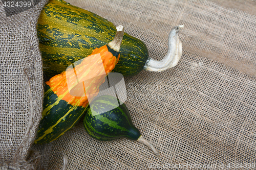 Image of Striped orange and green gourds in different shapes