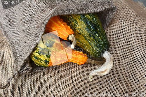 Image of Three green and orange warty ornamental gourds in hessian sack 