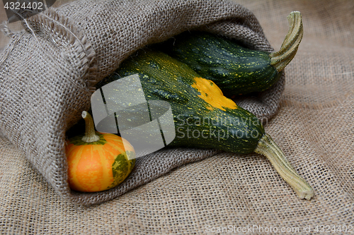Image of Small orange gourd with two large green warty squashes
