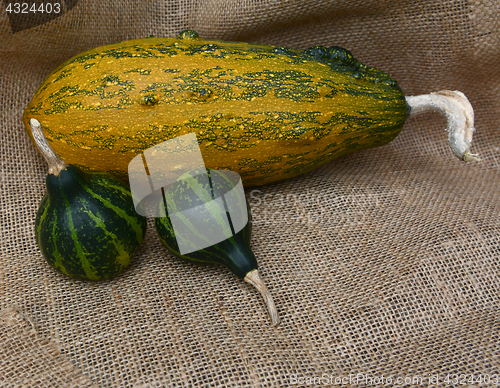 Image of Two spinning gourds on hessian with large striped squash