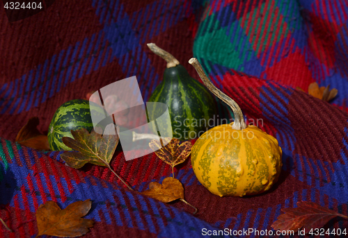 Image of Small ornamental gourds with autumn leaves on red plaid