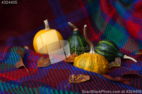 Image of Assorted yellow and green gourds with leaves on plaid fabric