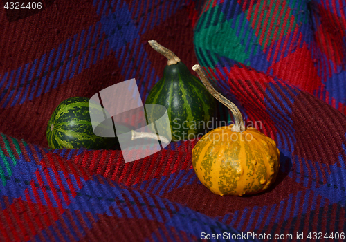 Image of Green gourds with orange warty ornamental gourd on red plaid