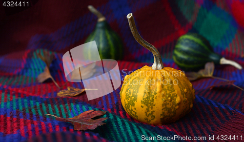 Image of Warty yellow ornamental gourd with leaves and green gourds