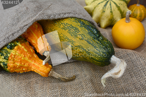 Image of Assortment of orange and green ornamental gourds on rough hessia