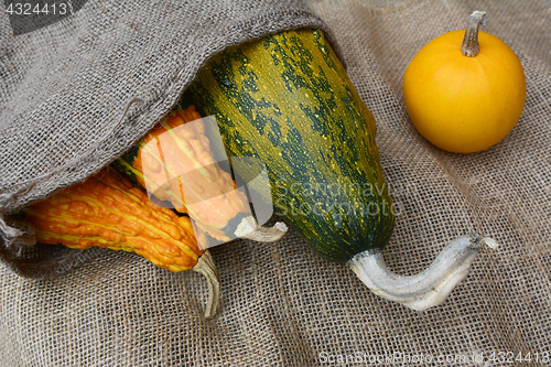 Image of Three gourds in a burlap sack with yellow ornamental squash