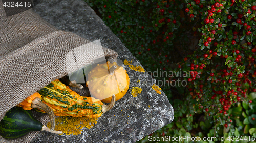 Image of Hessian sack of unusual warty orange and green gourds