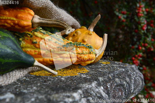 Image of Striped, warty ornamental gourds in a hessian sack