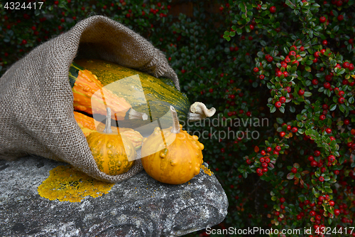 Image of Hessian sack overflowing with orange and green warty gourds 