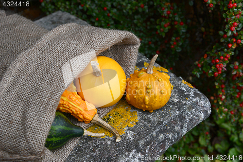 Image of Warty ornamental gourd with jute sack of colourful squashes