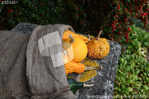 Image of Smooth and warty ornamental gourds spilling from burlap sack