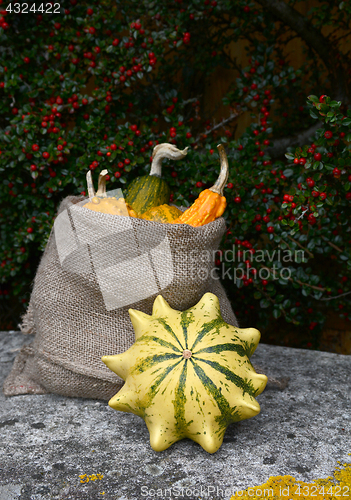 Image of Crown of Thorns gourd with sack of ornamental squashes 