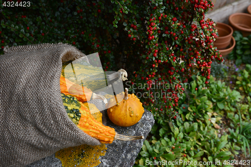 Image of Rough hessian sack of warty gourds on stone bench 