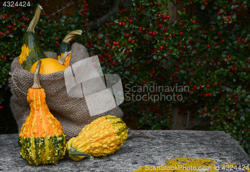 Image of Burlap sack of ornamental gourds and warty squashes 