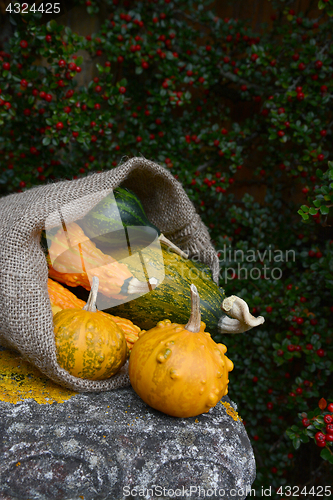 Image of Burlap sack spilling green and orange warty ornamental gourds