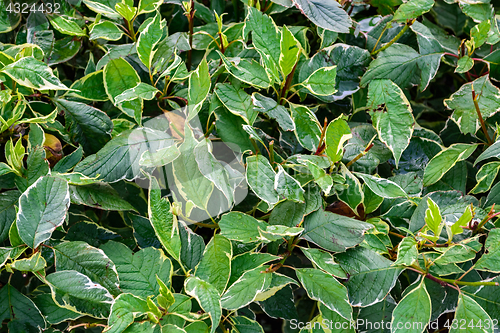 Image of Background of green leaves.