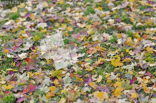 Image of autumn leaves on the grass