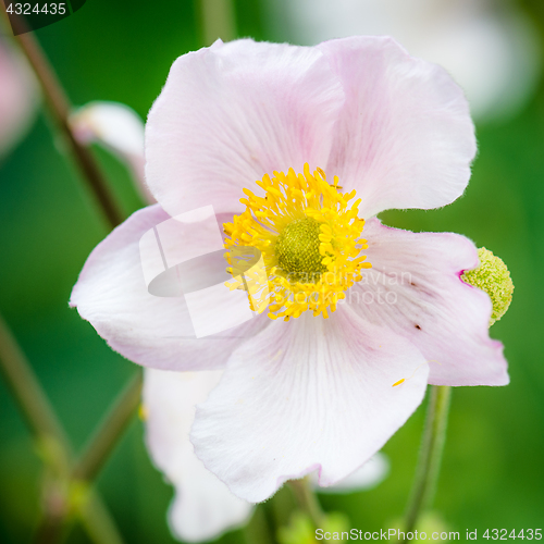 Image of Pale pink flower Japanese anemone, close-up. Note: Shallow depth