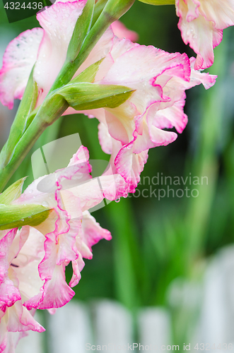 Image of Light pink gladiolus flower, close-up
