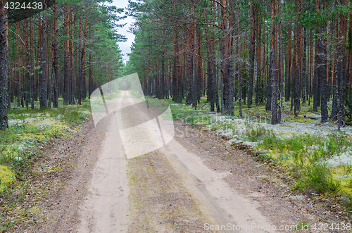 Image of A desert road passing through a pine forest