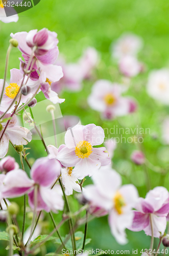 Image of Pale pink flower Japanese anemone, close-up. Note: Shallow depth