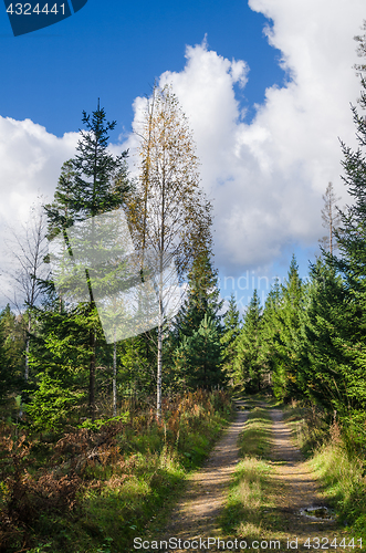 Image of Country road in autumn forest, Estonia