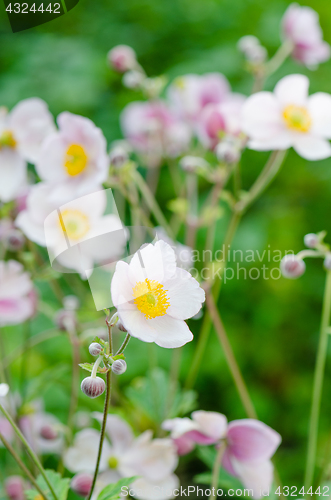Image of Pale pink flower Japanese anemone, close-up. Note: Shallow depth