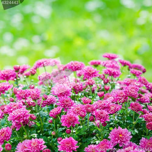 Image of Beautiful blooming pink chrysanthemum bush in the garden