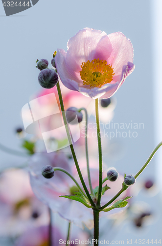 Image of Pale pink flower Japanese anemone, close-up. Note: Shallow depth