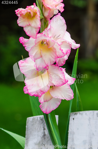 Image of Light pink gladiolus flower, close-up