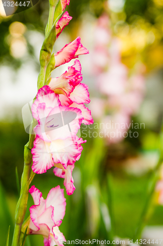 Image of Light pink gladiolus flower, close-up