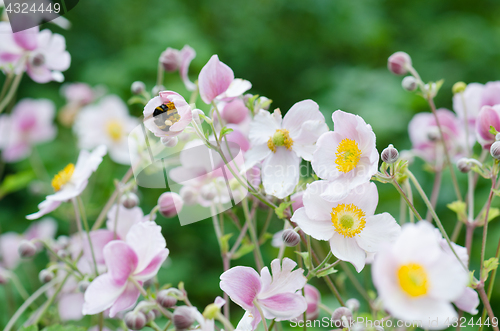 Image of Pale pink flower Japanese anemone, close-up. Note: Shallow depth