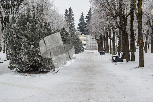 Image of City park in the winter, the trees covered with hoarfrost