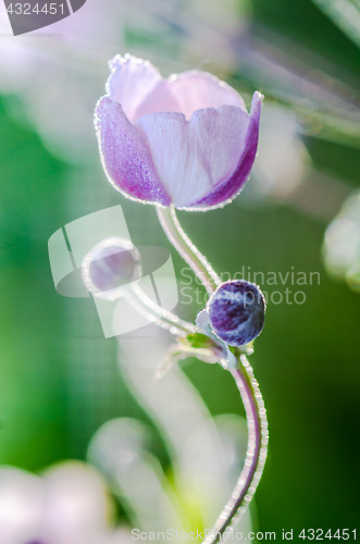 Image of Pale pink flower Japanese anemone, close-up. Note: Shallow depth