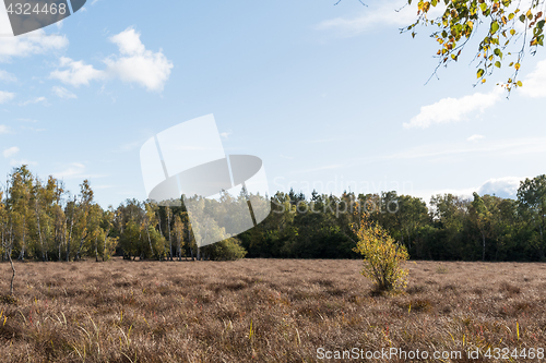 Image of Wetland in fall colors