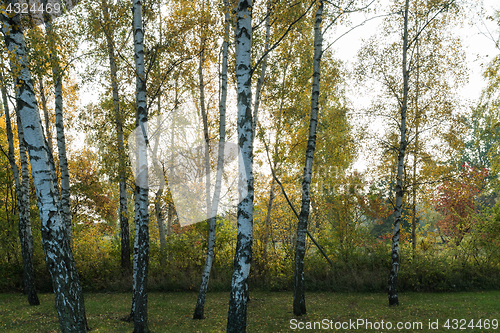 Image of Birch tree trunks by fall season