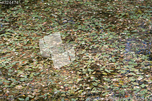 Image of Pond surface with leaves