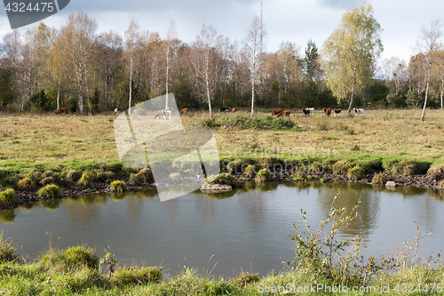 Image of Waterhole in front of a herd of cattle