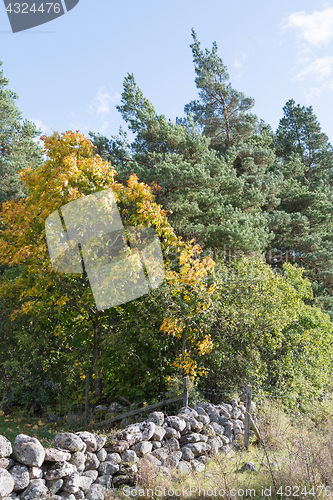 Image of Fall colors in a green forest